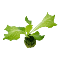 罗马生菜