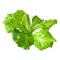西班牙绿生菜