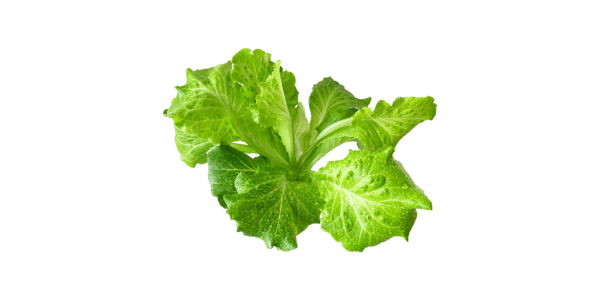 西班牙绿生菜