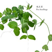 豌豆苗