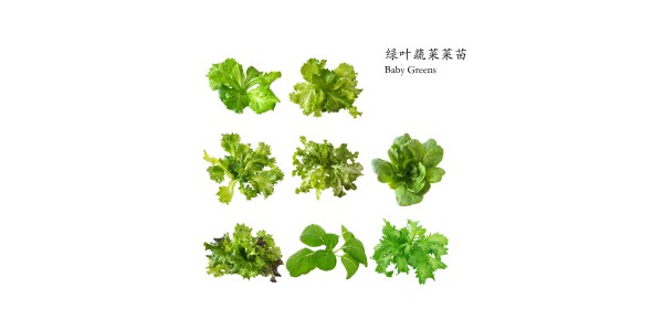 绿色蔬菜幼苗组合(24棵)