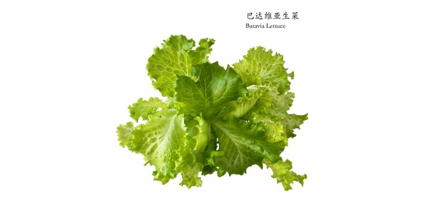 巴达维亚