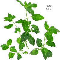 薄荷