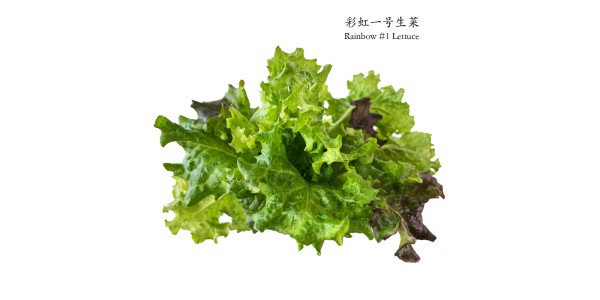彩虹一号