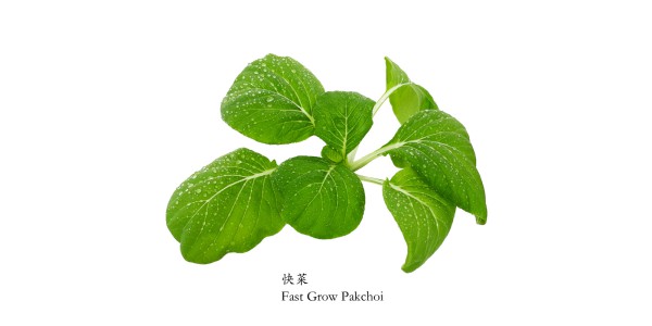 快菜