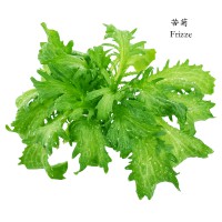 苦菊
