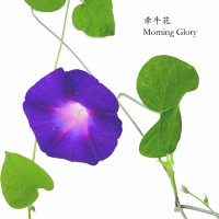 牵牛花