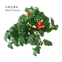 红矮生番茄