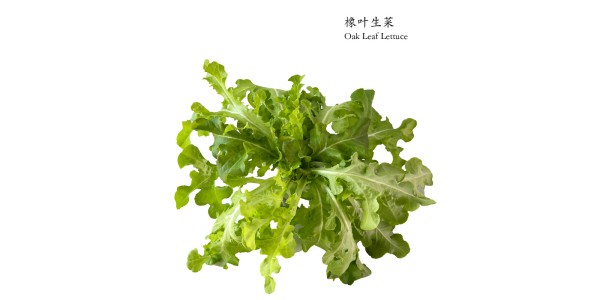 橡叶生菜