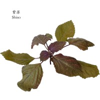 紫苏